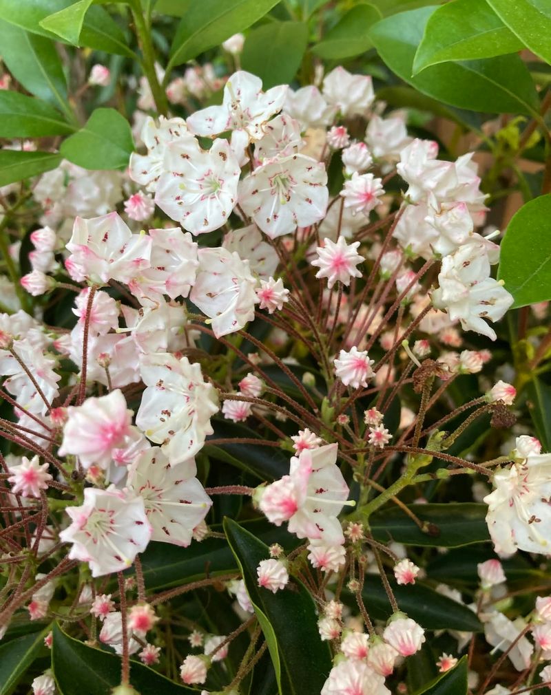 Mountain Laurel: Native Shade Beauty