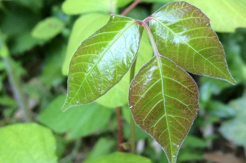 Poison Ivy: The Itchy Nightmare