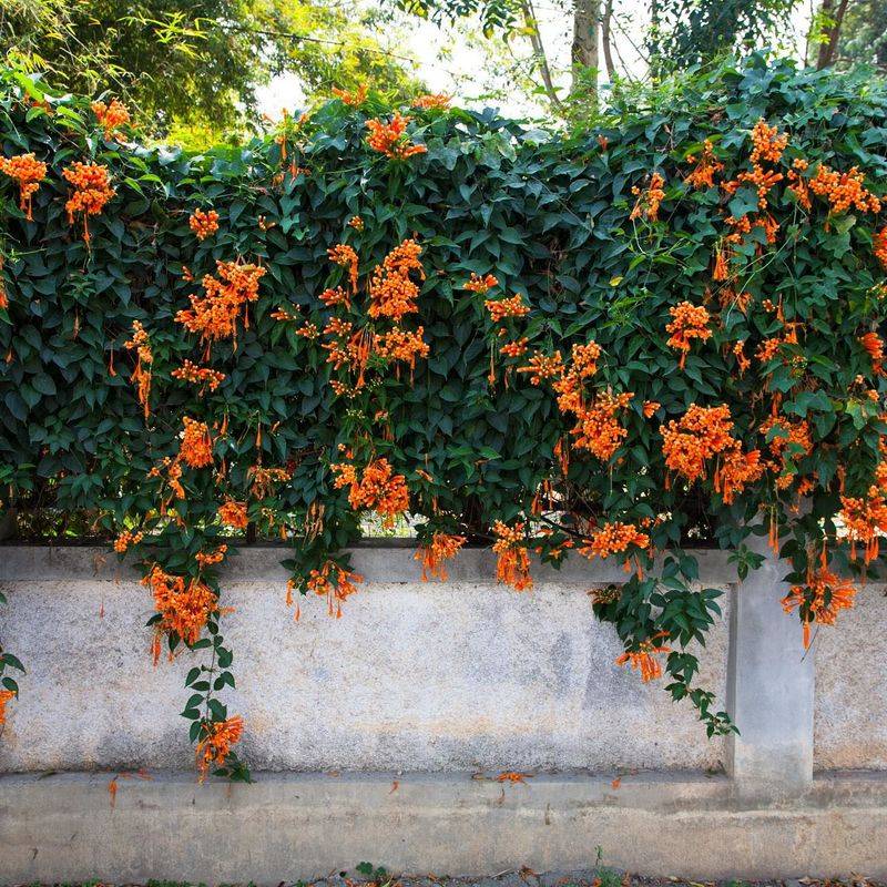 Trumpet Vine