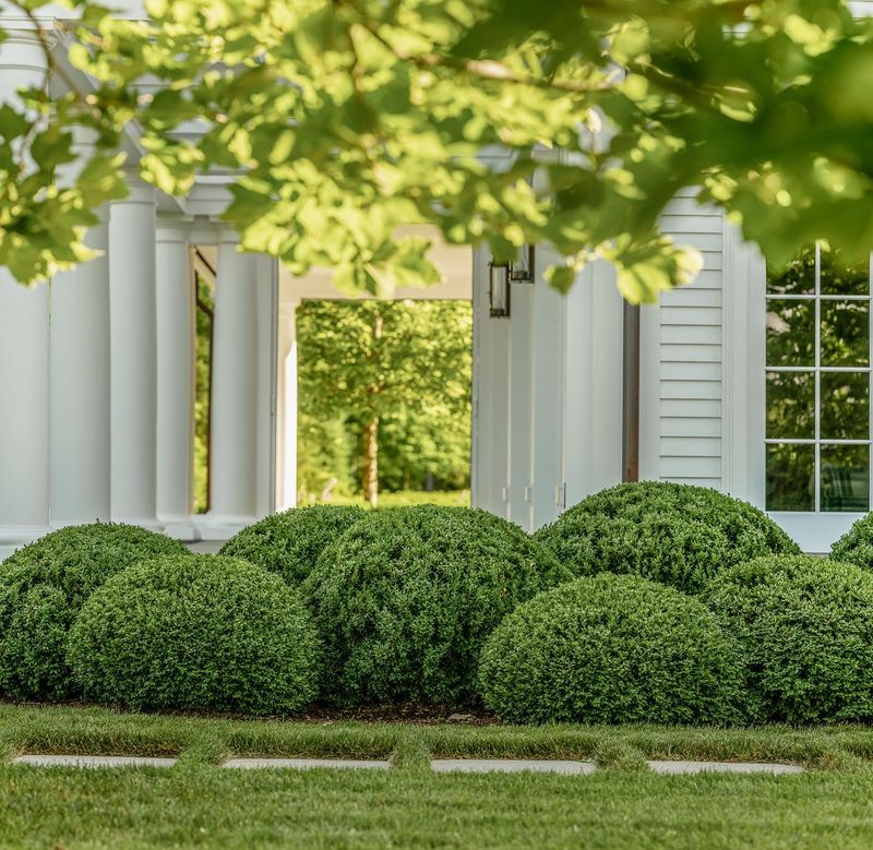 Boxwood Shrubs