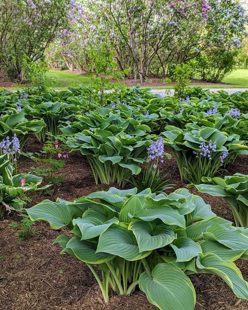 Hostas