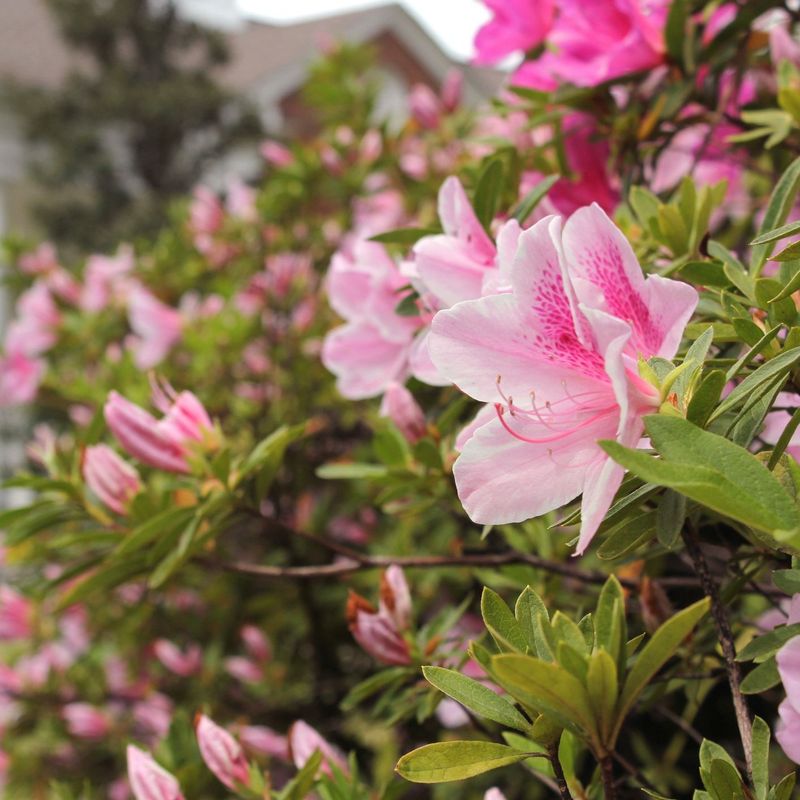 Azaleas