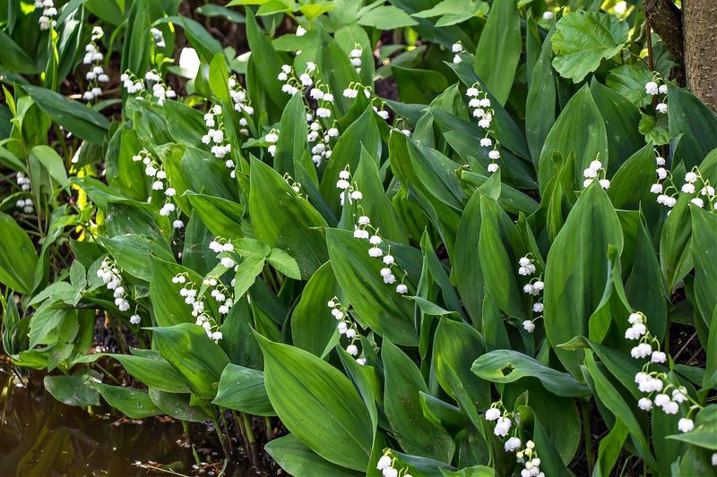 Lily of the Valley