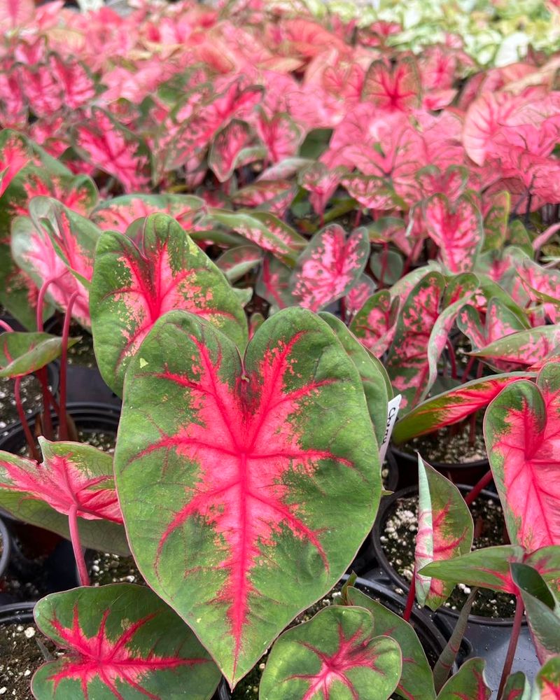 Caladium