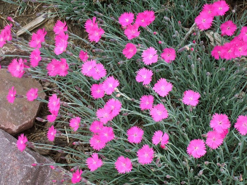 Dianthus Creates Gaps Weeds Exploit