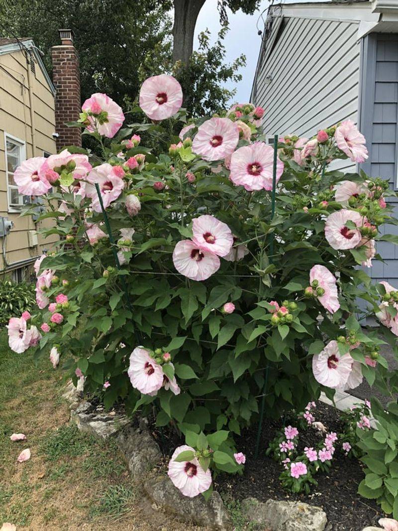 Perennial Hibiscus: Late Risers With Beetle Troubles