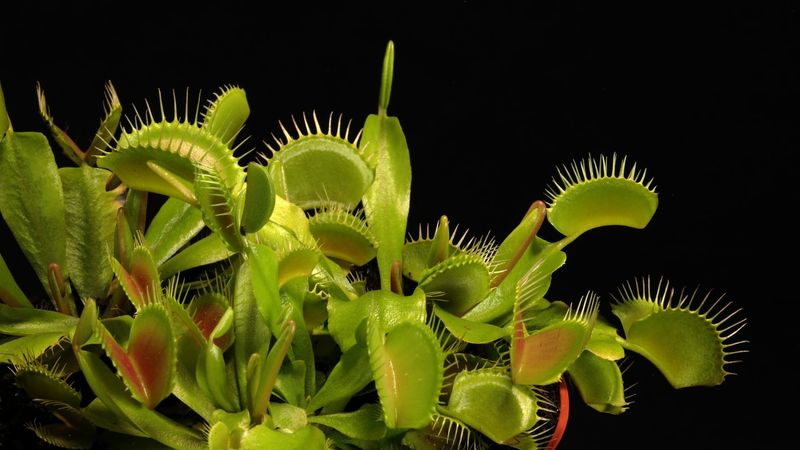 Venus Flytrap