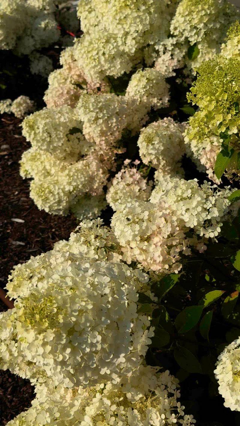 Hydrangea 'Bobo'