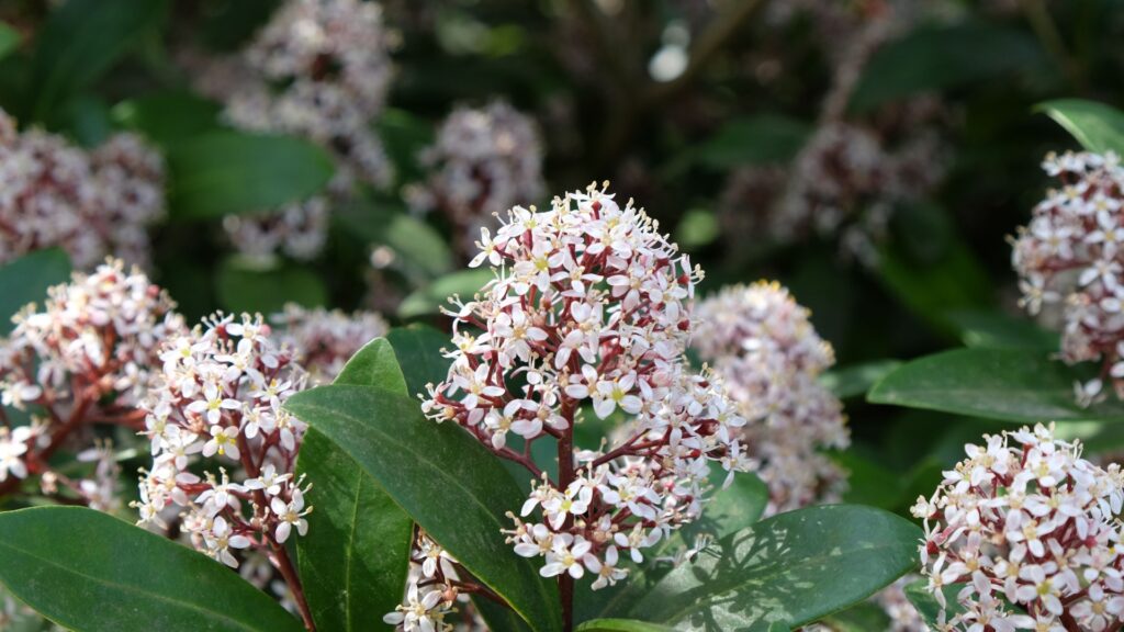Japanese Skimmia