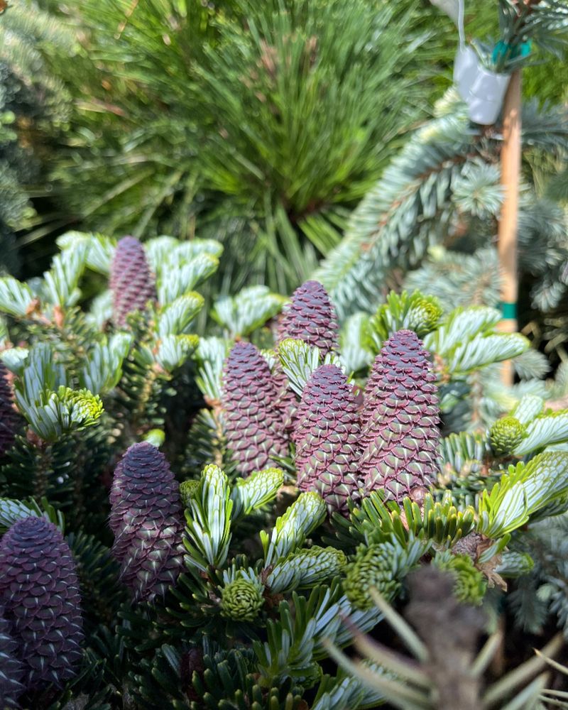 Korean Fir