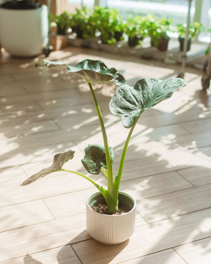 Elephant Ear (Alocasia)