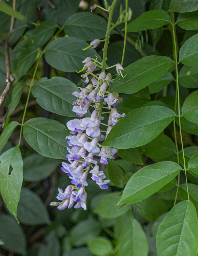 Silky Wisteria (Wisteria brachybotrys)