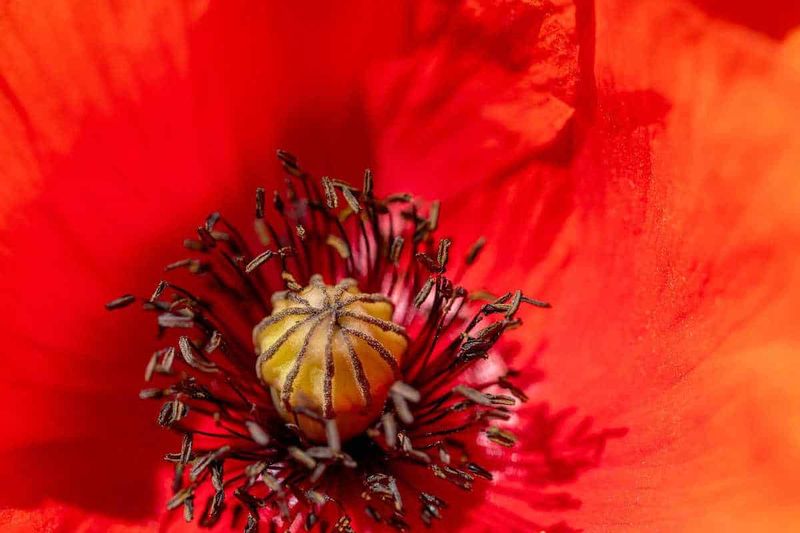 Medieval Medicinal Poppy - The Monastery Flower