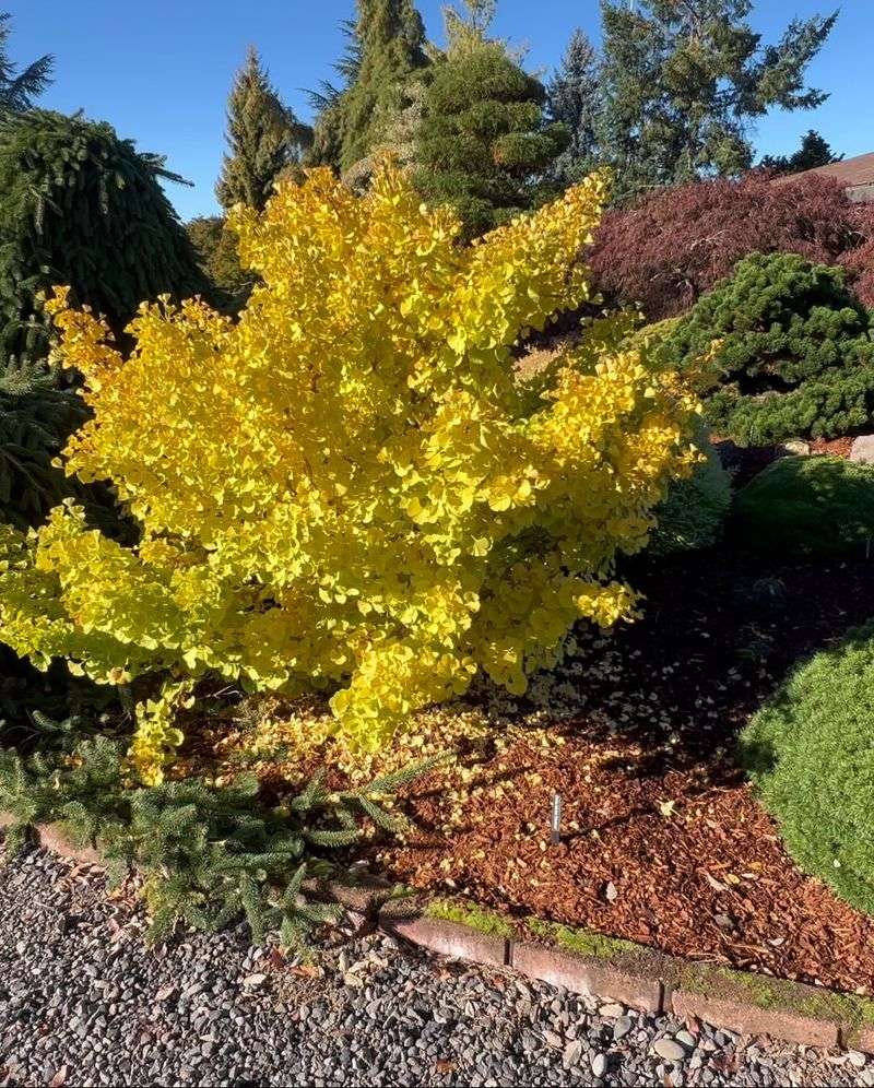Dwarf Ginkgo