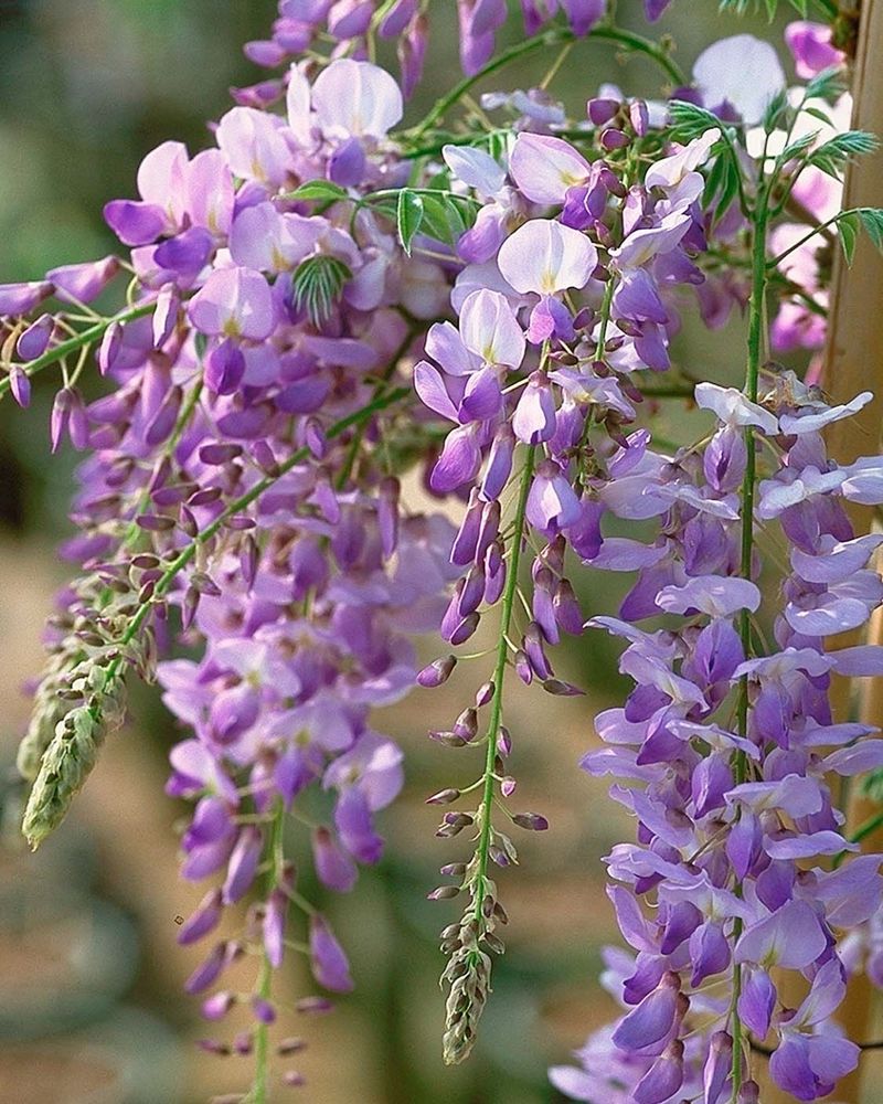 Wisteria (Wisteria sinensis)