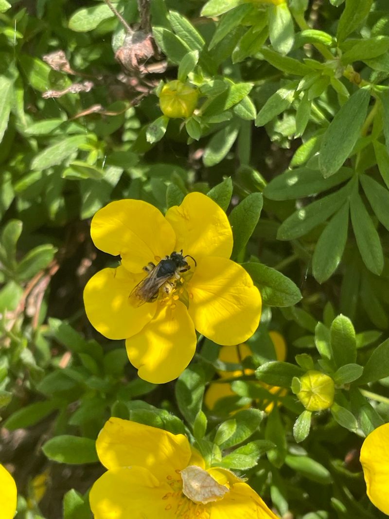 Bush Cinquefoil