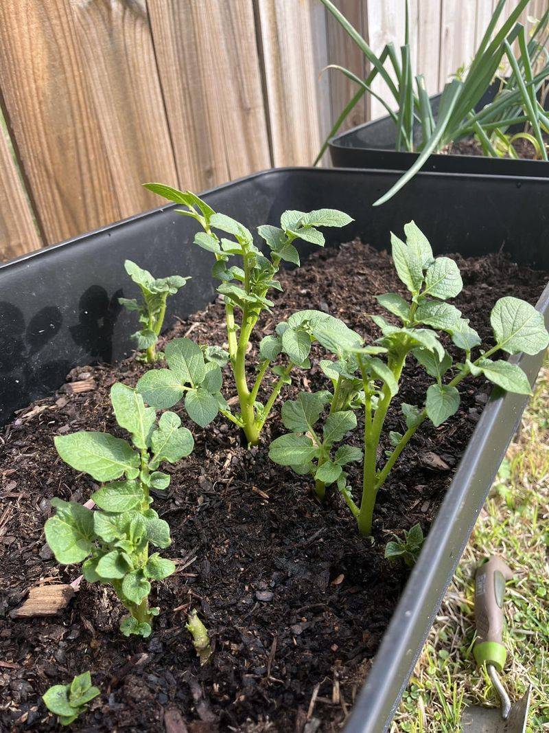 Potatoes: Challenging Depth Requirements