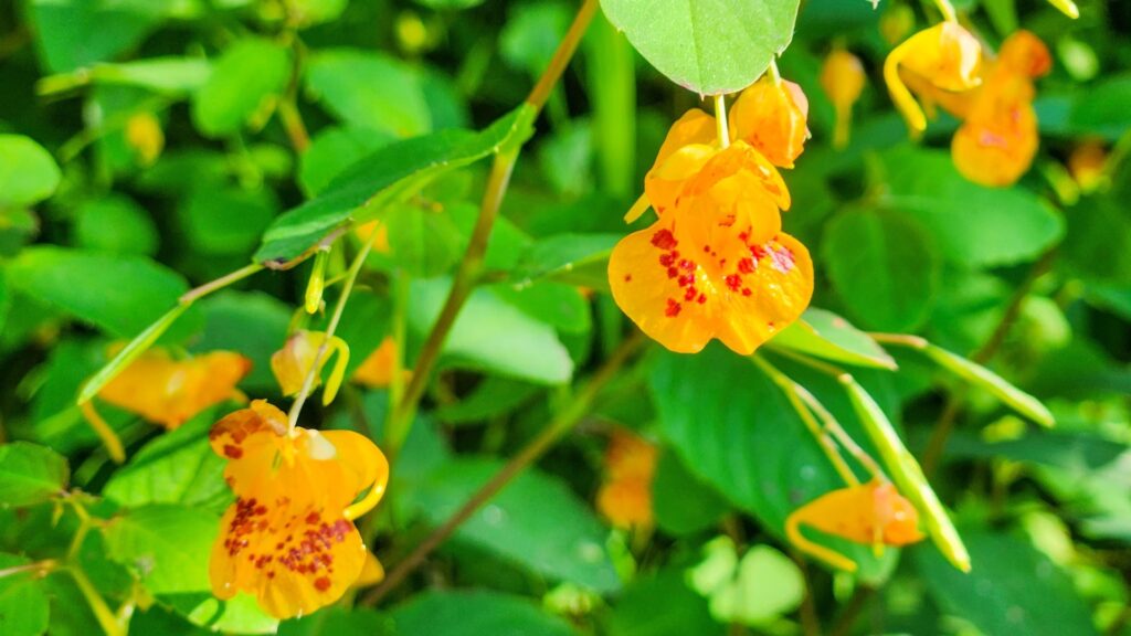 jewelweed 