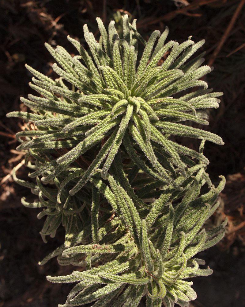 Poodle-Dog Bush