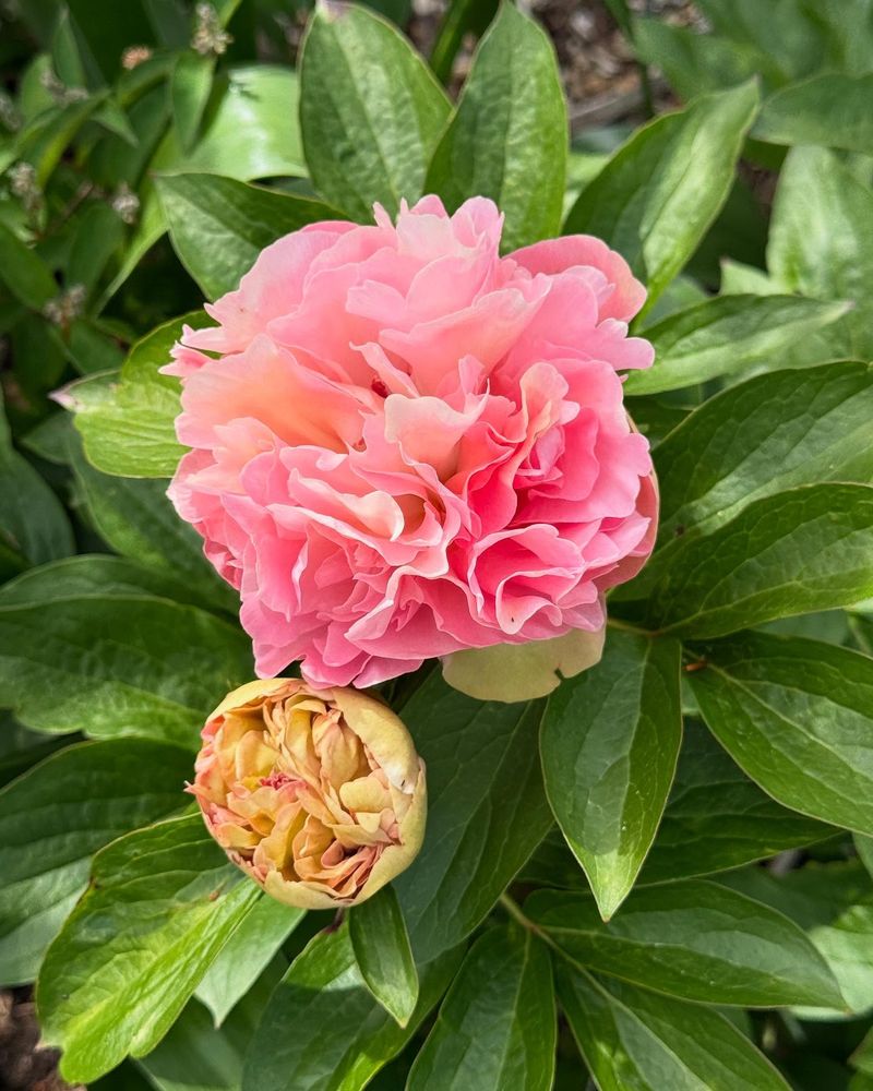 Peonies