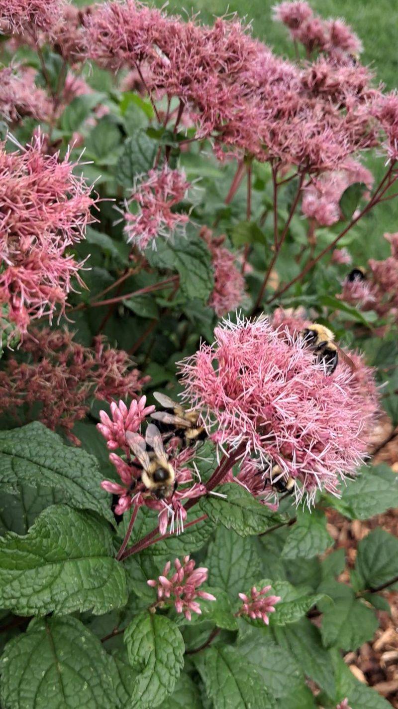 Dwarf Joe Pye Weed