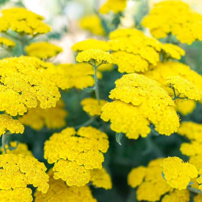 Yarrow: Drought-Tolerant Pollinator Haven