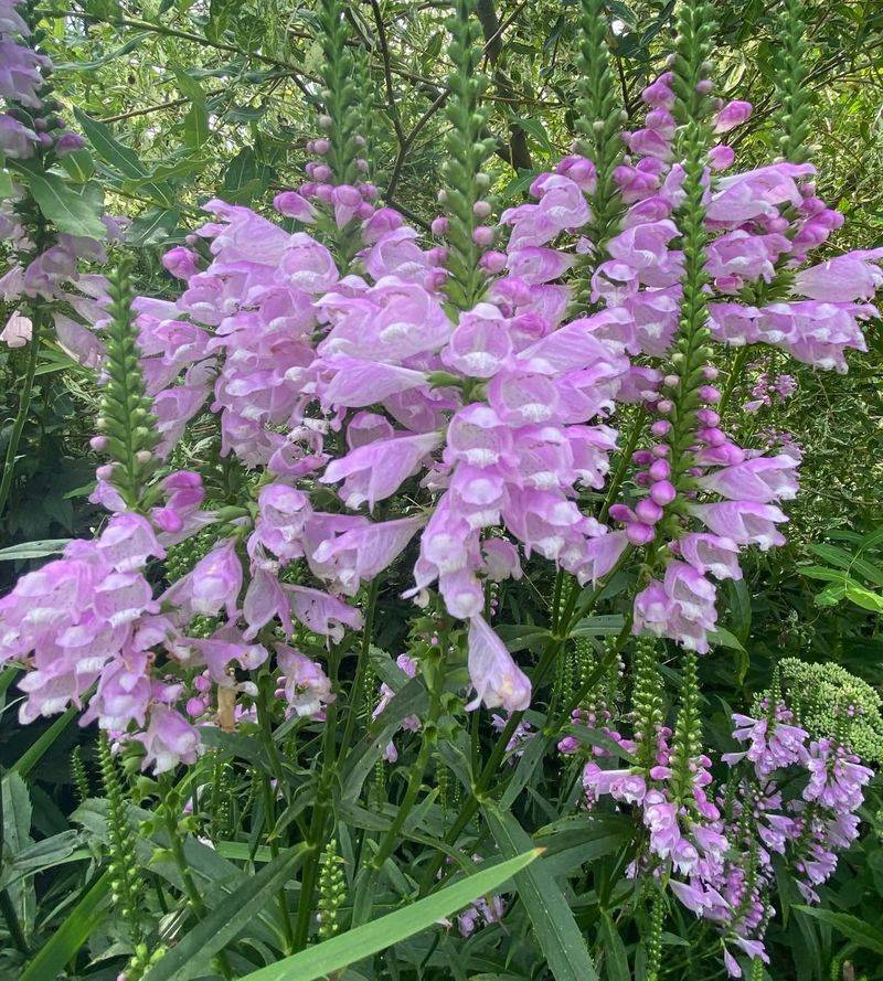 Obedient Plant