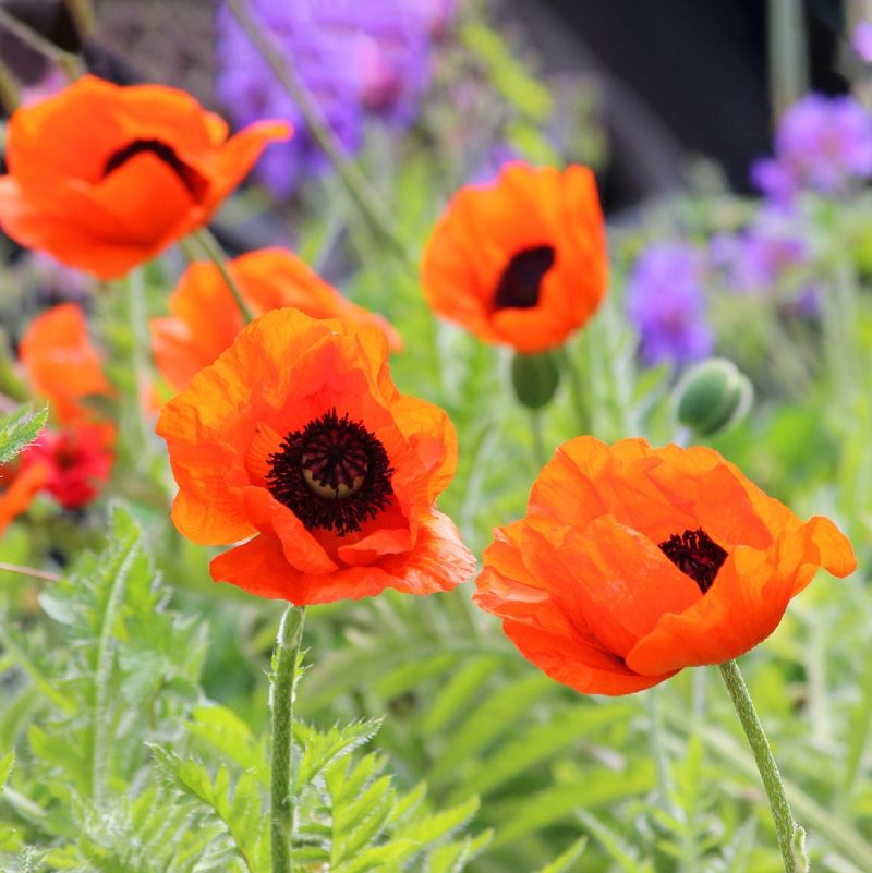 Oriental Poppies Resent Disturbance