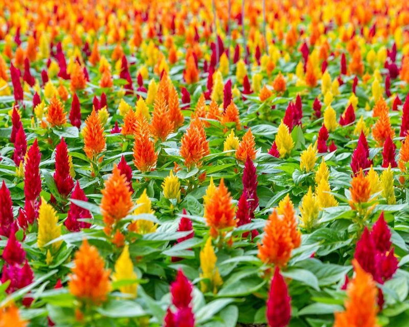 Celosia