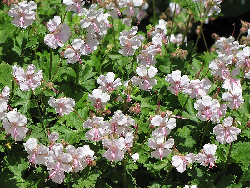 Biokovo Cranesbill