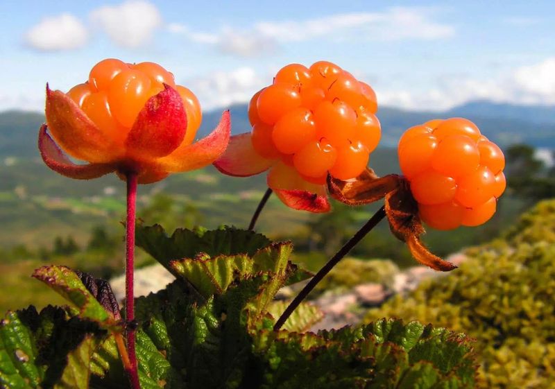 Cloudberries: The Bog Beauties