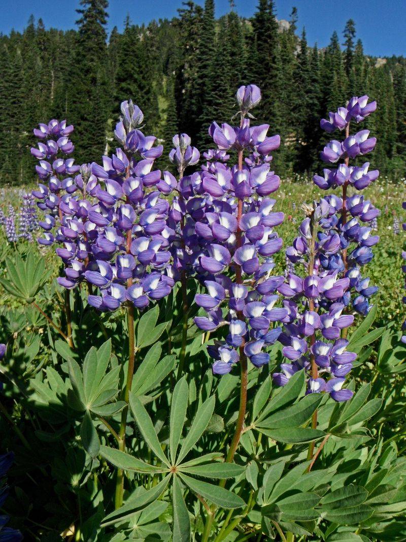 Arctic Lupine - Frozen For 10,000 Years