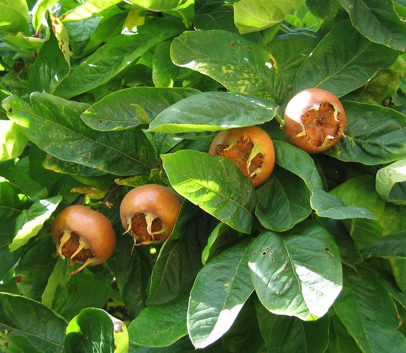 Medlar Trees