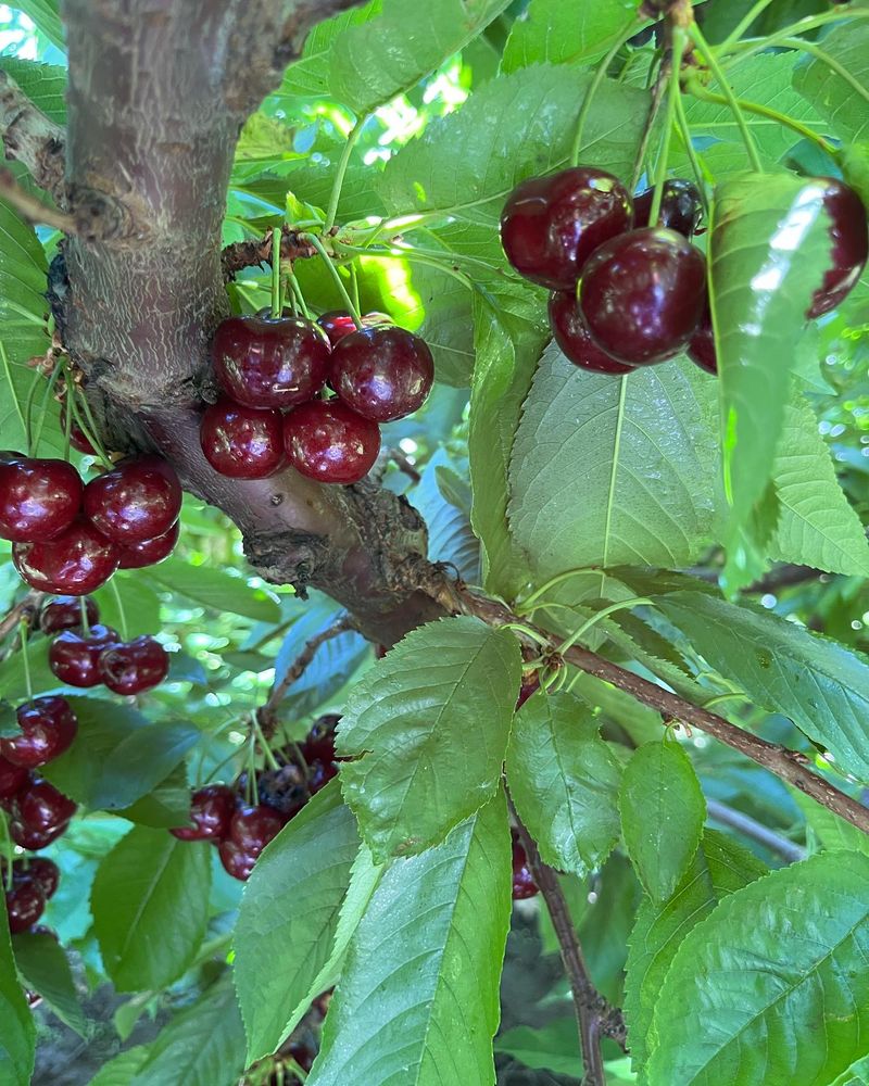 Sandra Rose Cherry