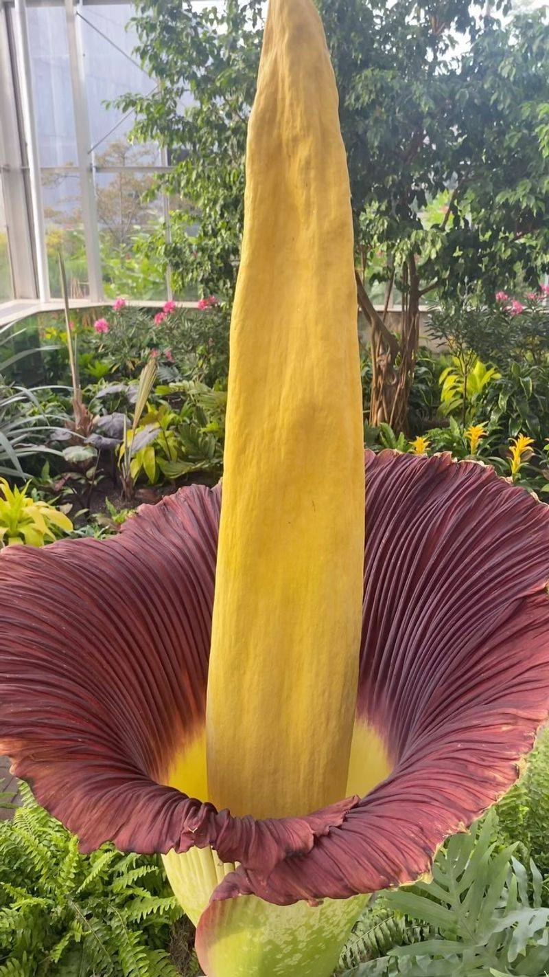 Corpse Flower (Amorphophallus titanum)