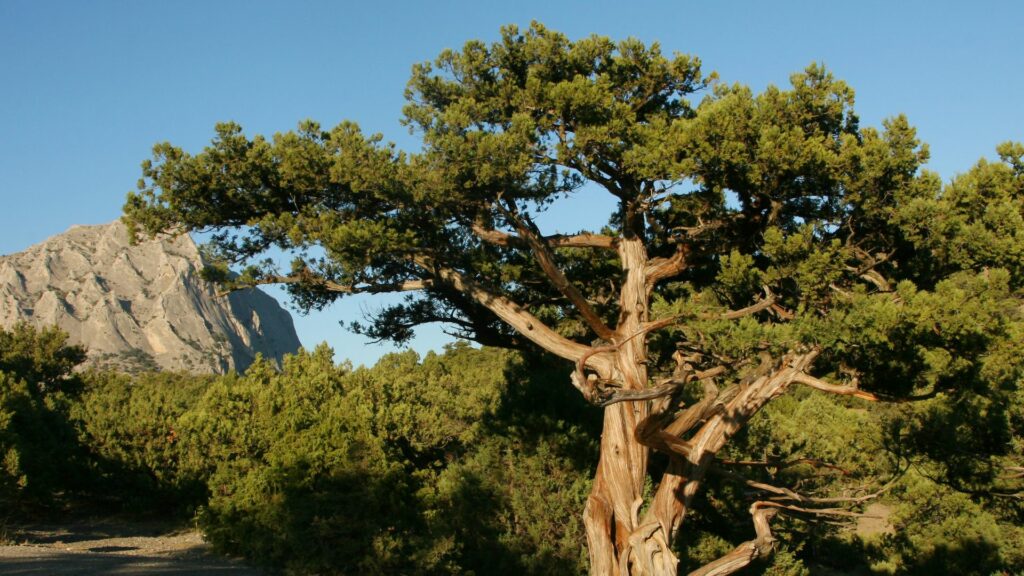 Juniper tree