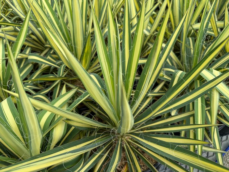 Yucca