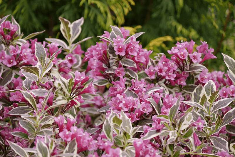 Weigela's Weak Performance