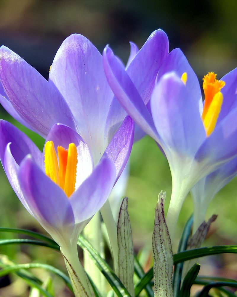 Spring Crocus