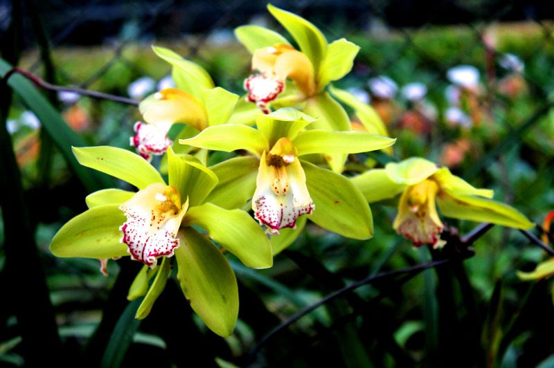 Shenzhen Nongke Orchid