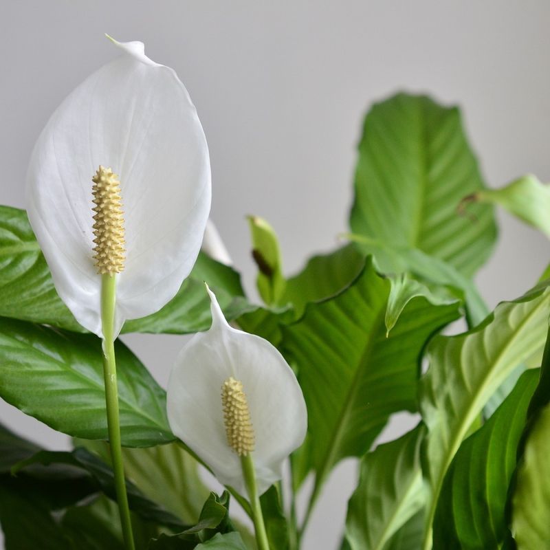 Peace Lilies