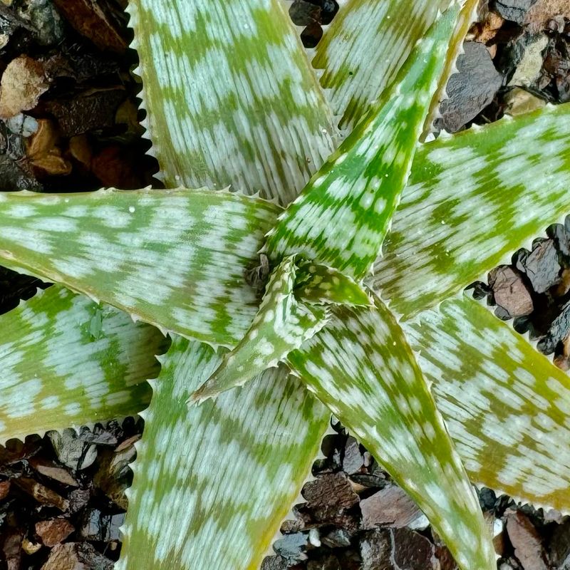 Aloe 'Snowflake'