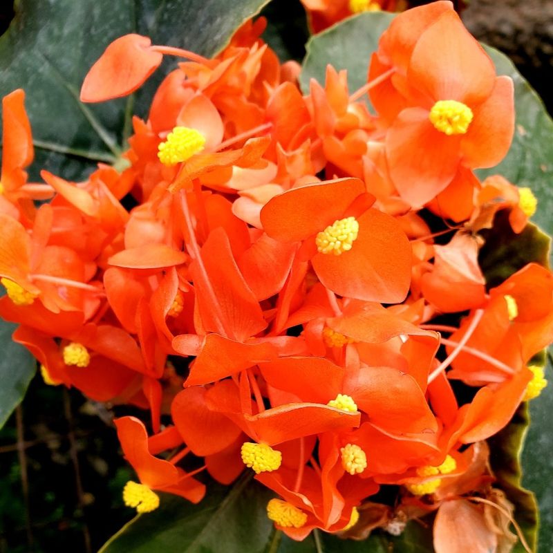 Orange Begonia