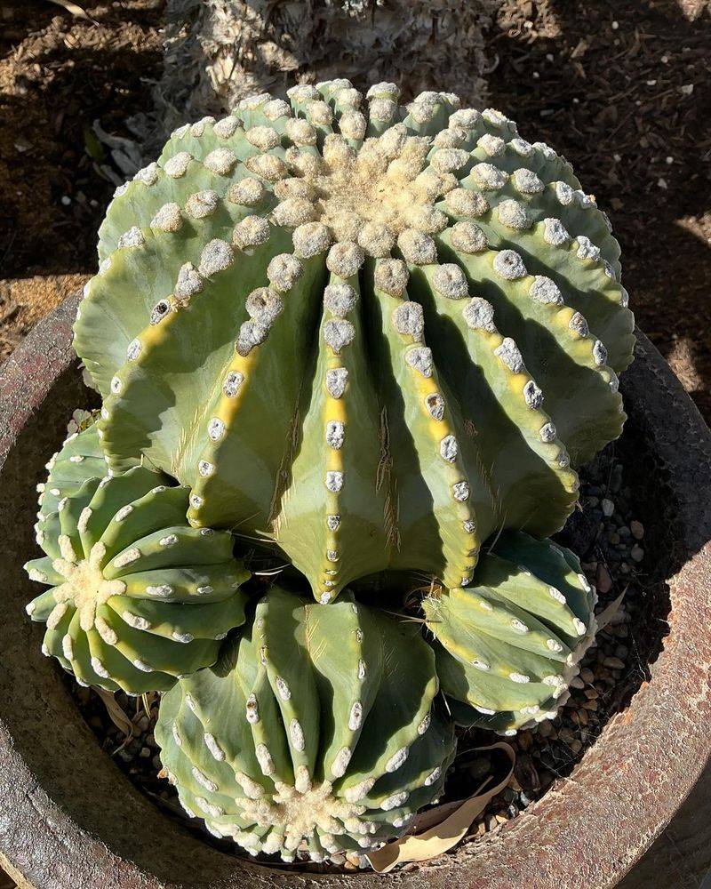 Barrel Cactus