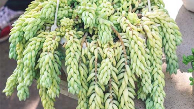 Burro's Tail
