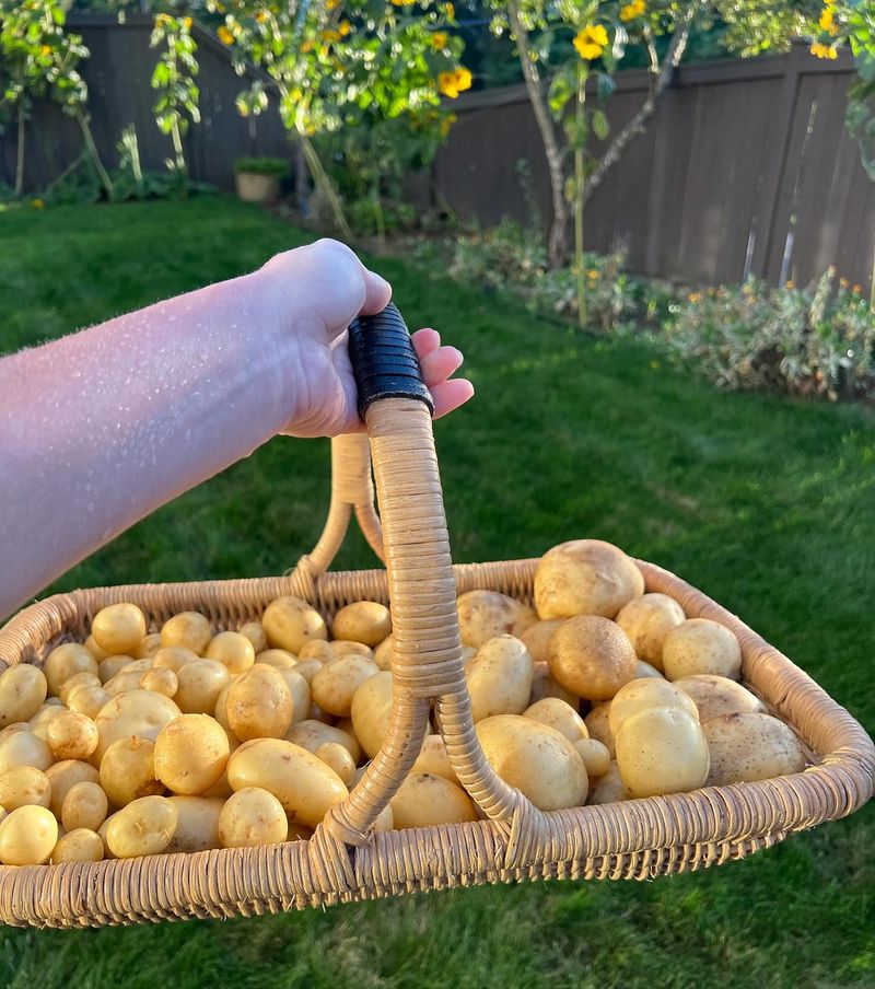 Potatoes