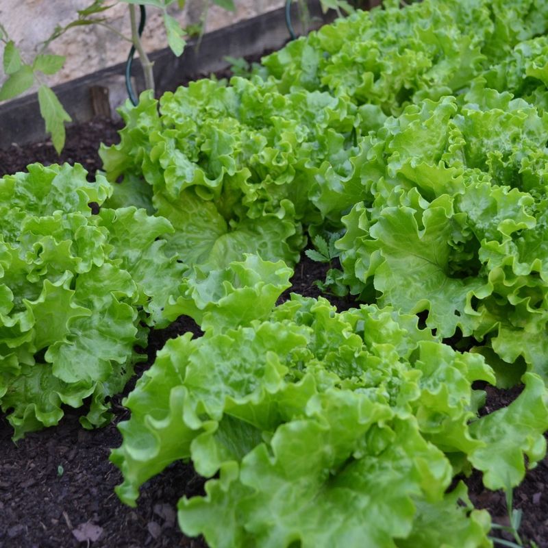 Lettuce