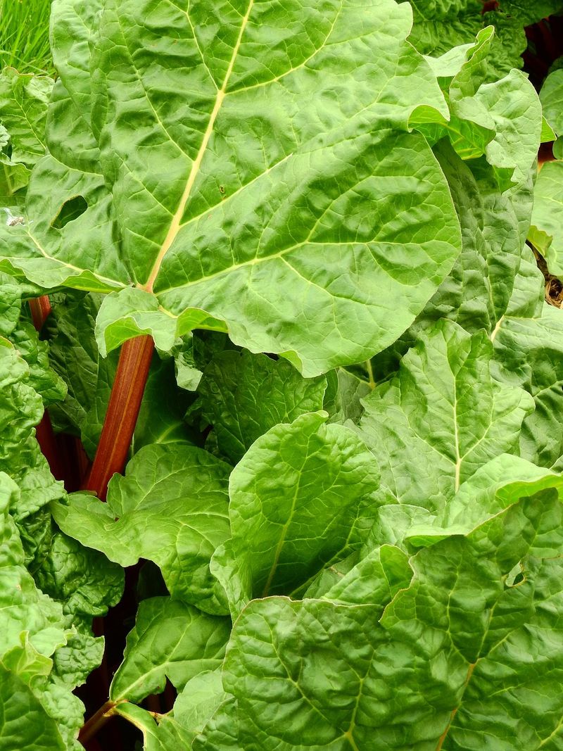 Rhubarb