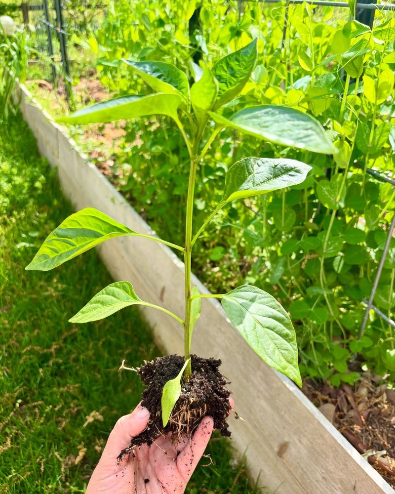 Peppers: Heat-Loving Space Savers