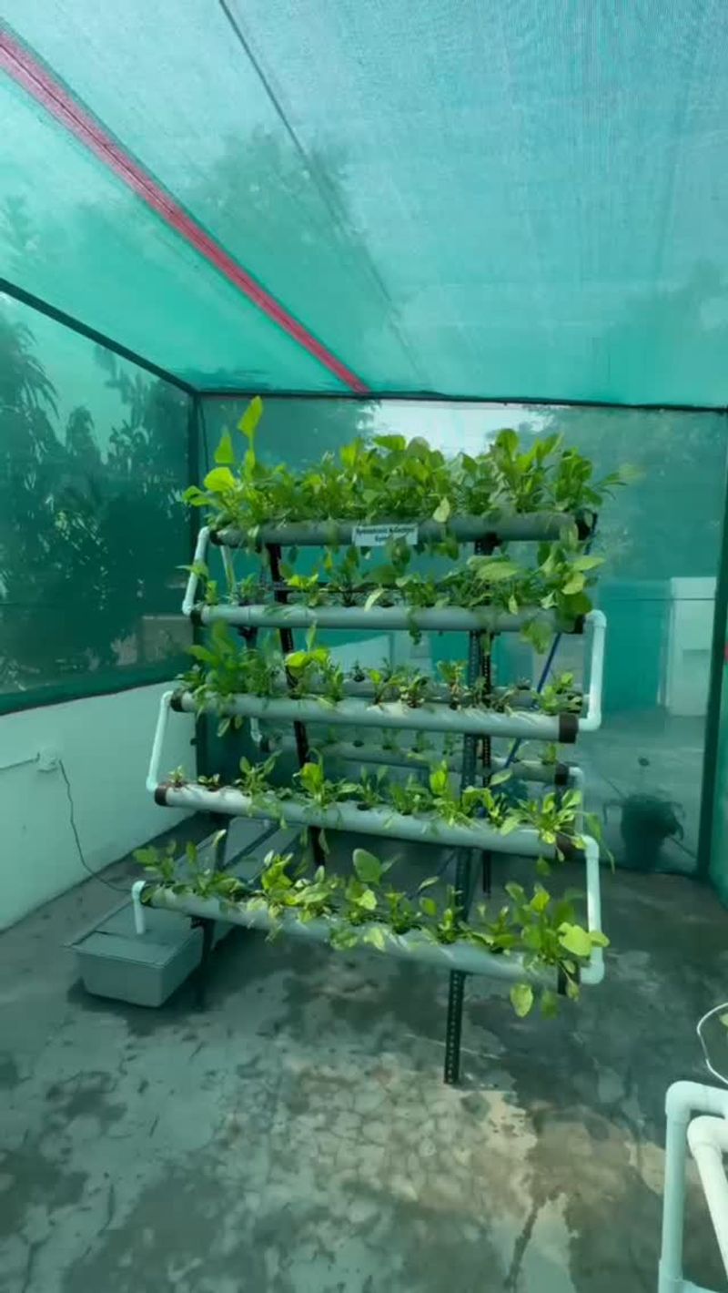 Spinach Scraps Disappoint